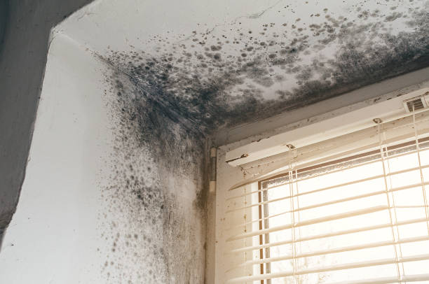 Affordable Basement Mold Remediation solutions in Medfield, MA